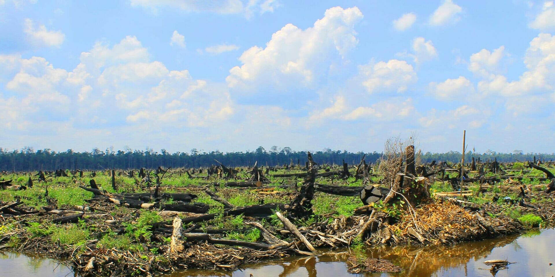 current issues of oil palm in malaysia